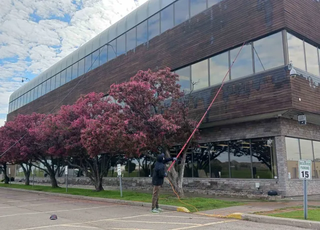 Workers cleaning the windows of a modern glass building. Over the top of trees with blossoms
