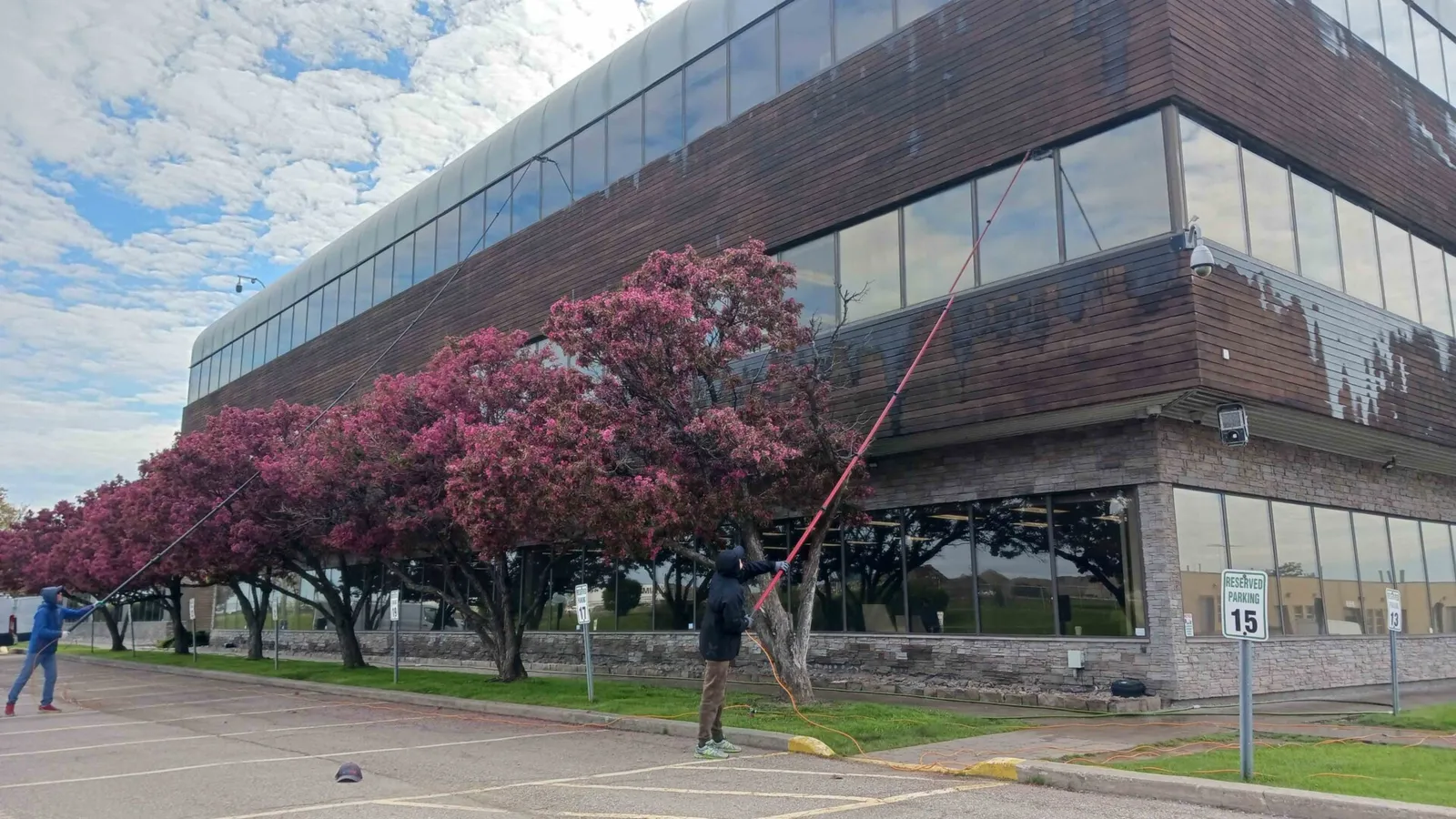 Workers cleaning the windows of a modern glass building. Over the top of trees with blossoms