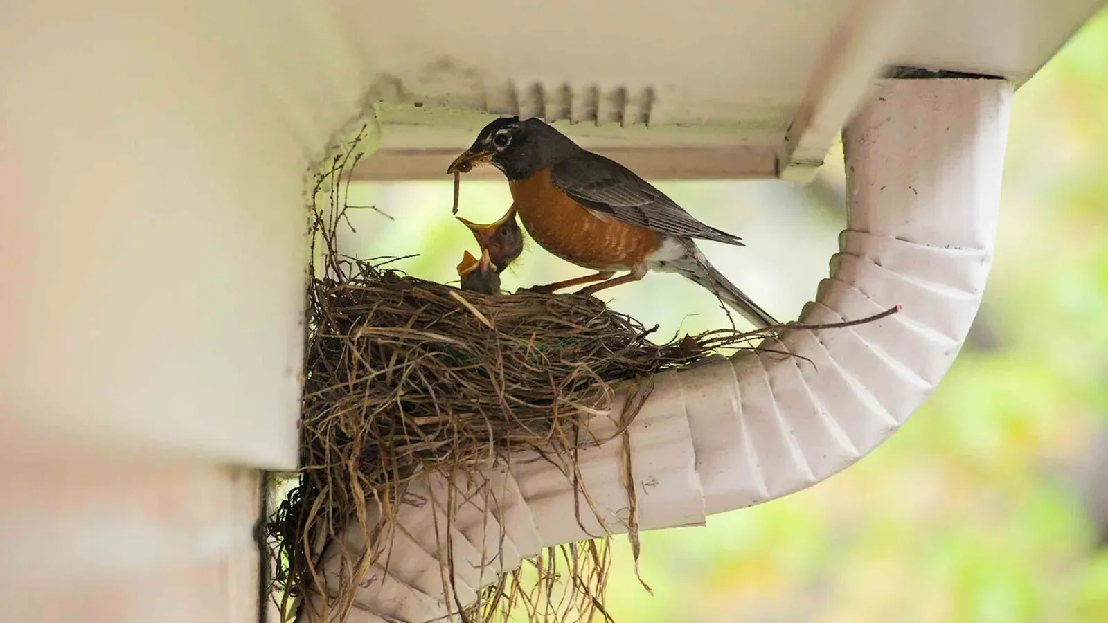 Robin feeding chick in nest under eave