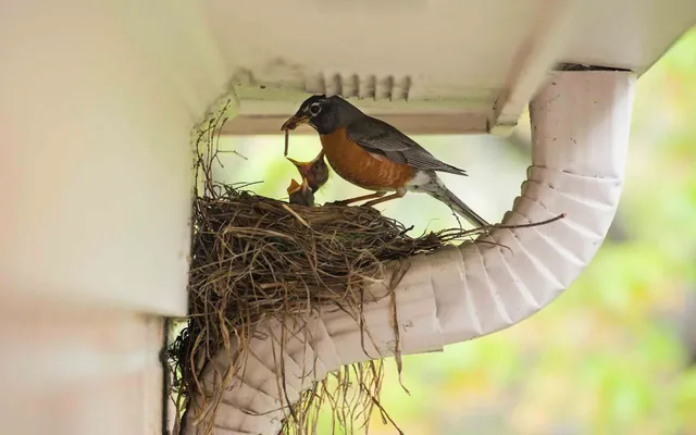 Robin feeding chick in nest under eave