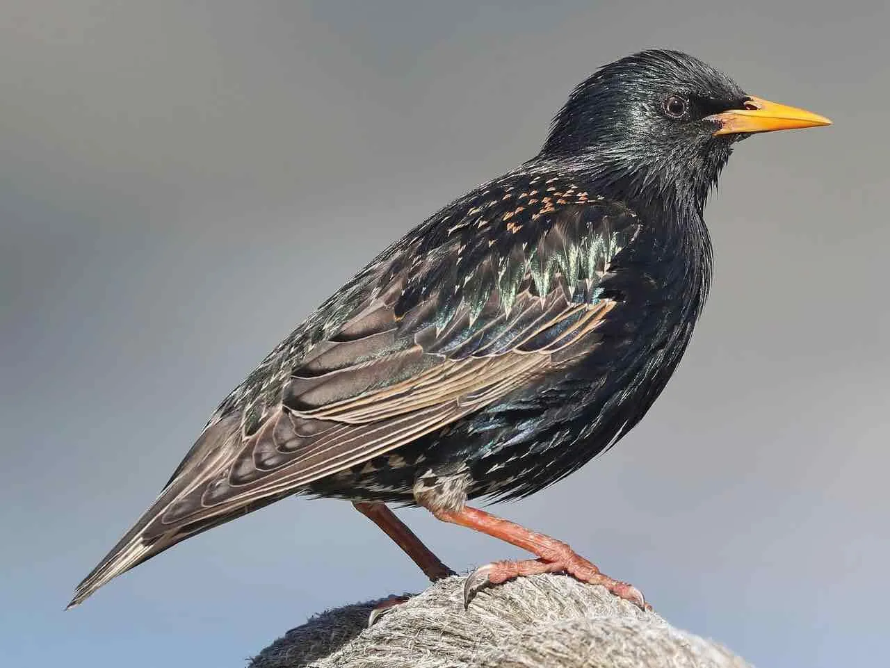European starling perched on rock, vibrant feathers
