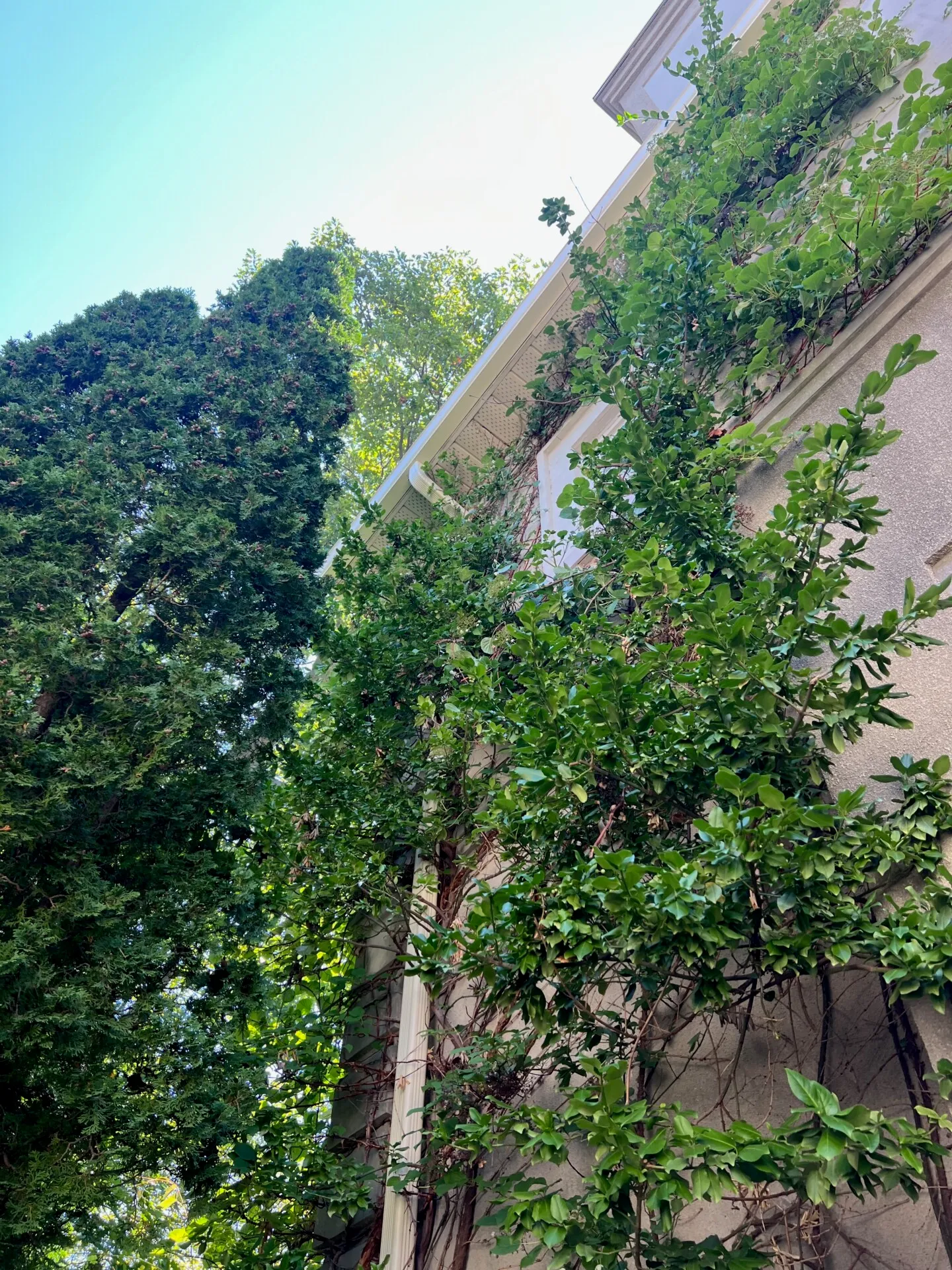 Ivy-covered building flanked by dense green trees