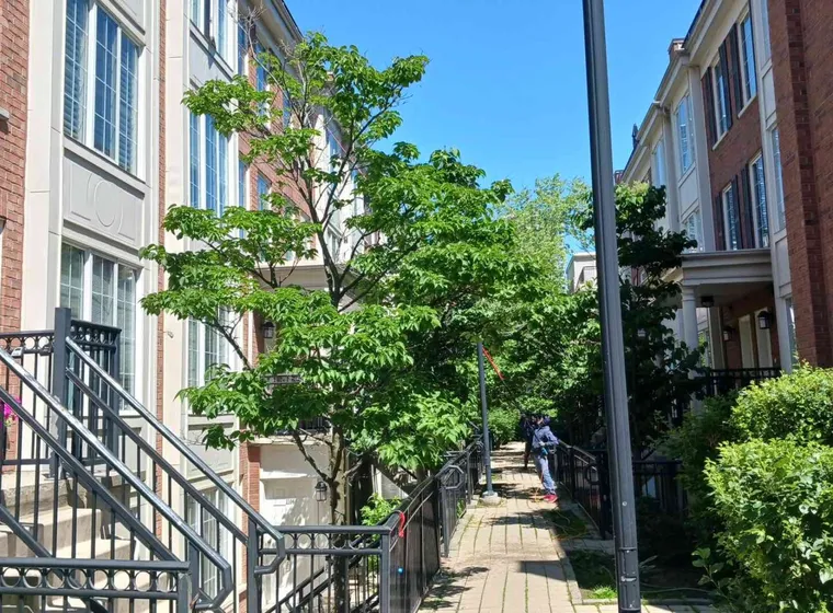 Sunny residential pathway with trees and townhouses.