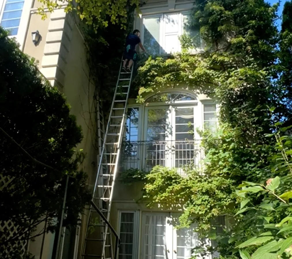 Person climbing ladder by vine-covered house facade