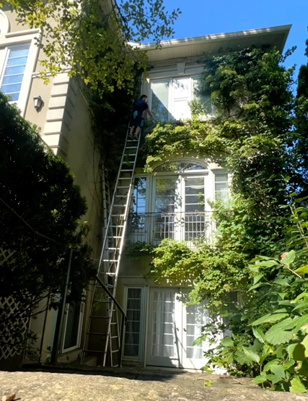Person climbing ladder by vine-covered house facade
