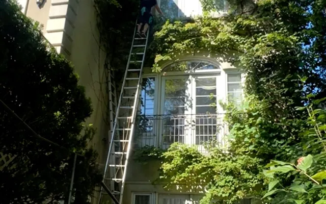 Person climbing ladder by vine-covered house facade