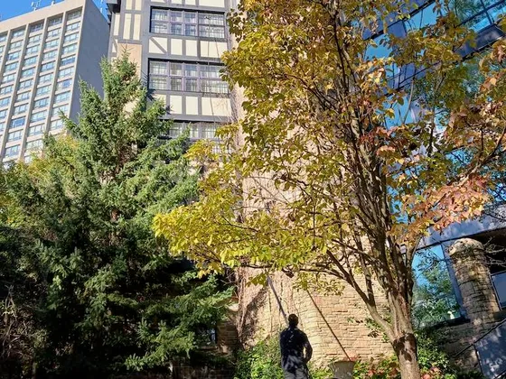Fall Window Cleaning at The Old Mill Hotel in Toronto — photo 1