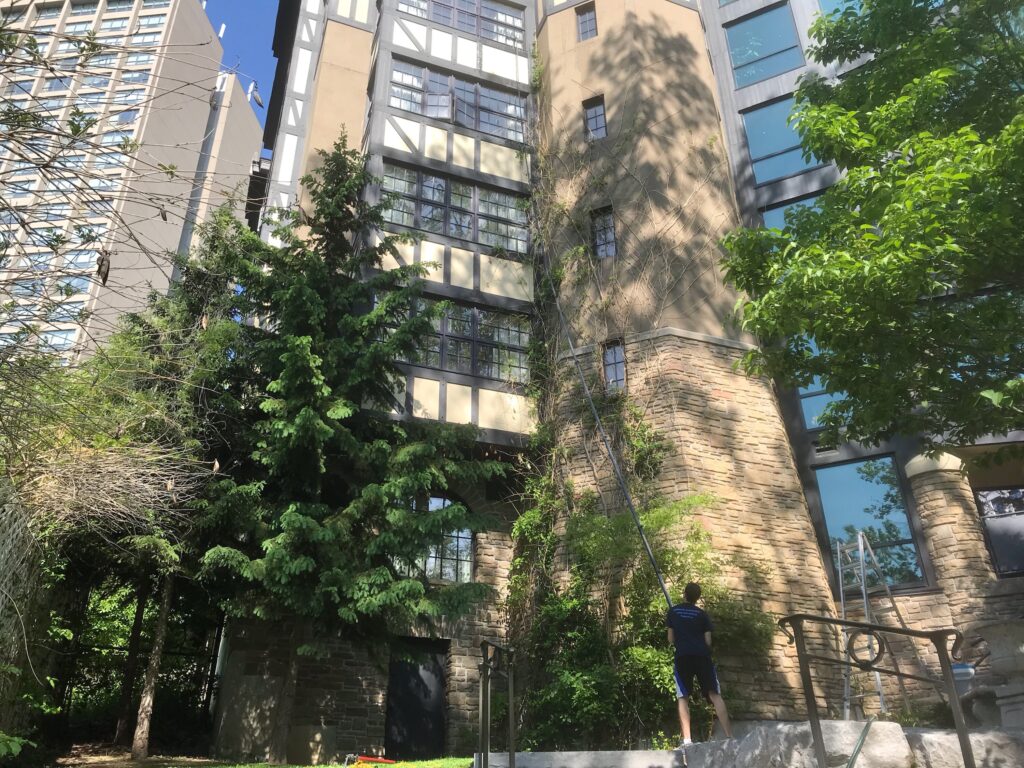 Urban garden with modern buildings and dense foliage.