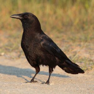 Close-up of an American crow standing on sandy ground