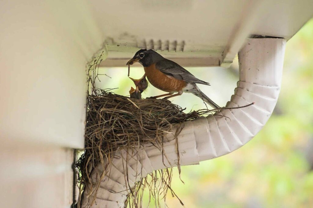 Robin feeding chick in nest under eave