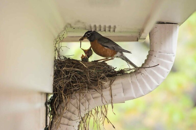 Robin feeding chick in nest under eave