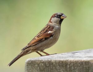 Close-up of a house sparrow on a stone perch