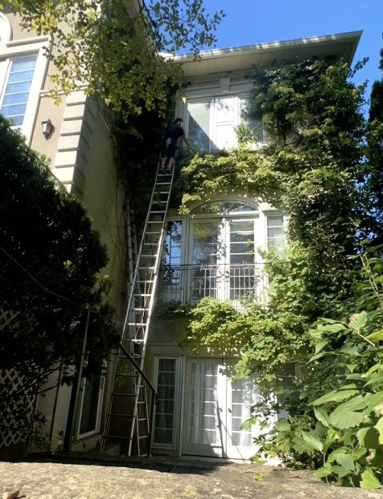 Person climbing ladder by vine-covered house facade