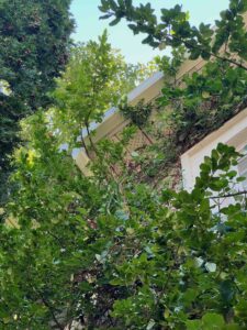 Lush green foliage partially obscuring a yellow house